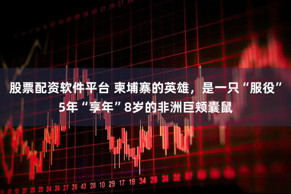 股票配资软件平台 柬埔寨的英雄，是一只“服役”5年“享年”8岁的非洲巨颊囊鼠